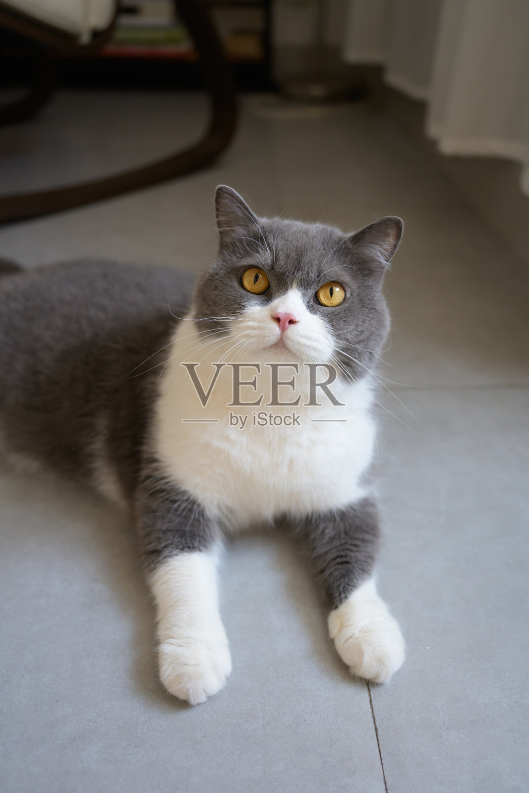 英国短毛猫躺在地板上，抬头仰望。照片摄影图片