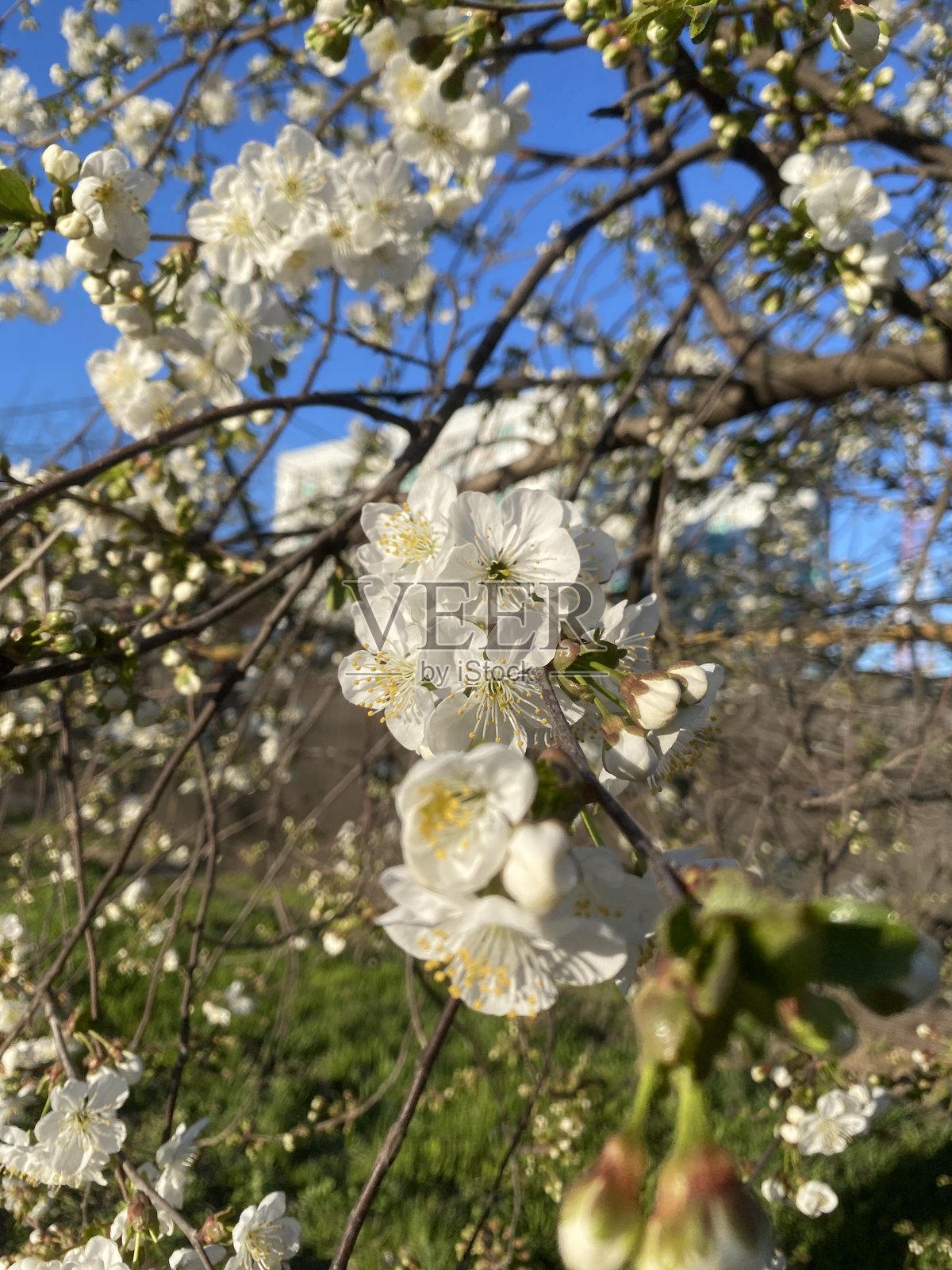 盛开的苹果和李子花，花瓣娇嫩美丽。春天，树上开满了鲜花。照片摄影图片