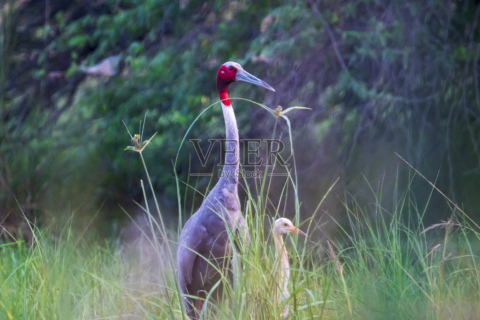 苏丹普尔国家公园湿地草地中的蓑衣鹤与幼鸟照片摄影图片