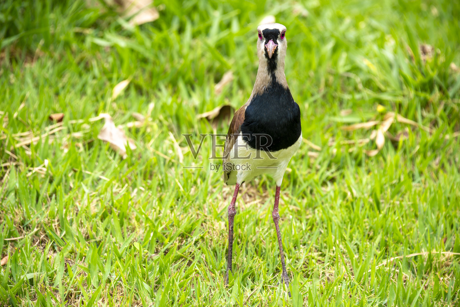 “叫叫”鸟照片摄影图片