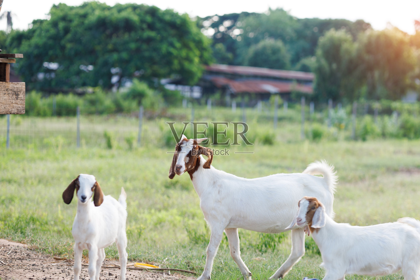 一群家养的山羊，包括幼小的羊羔，在茂密的绿色牧场上自由漫步觅食，体现了宁静的农场生活。照片摄影图片