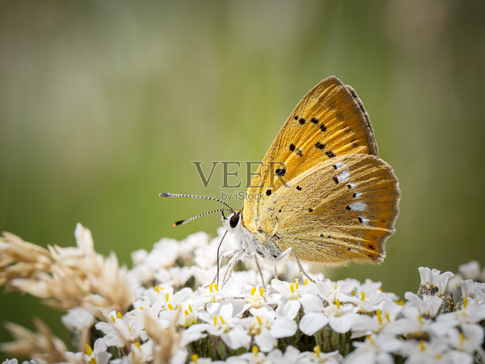 稀有的铜色鬼眼（Lycaena virgaureae）在法国阿尔卑斯山蒂涅喂食高山花卉照片摄影图片