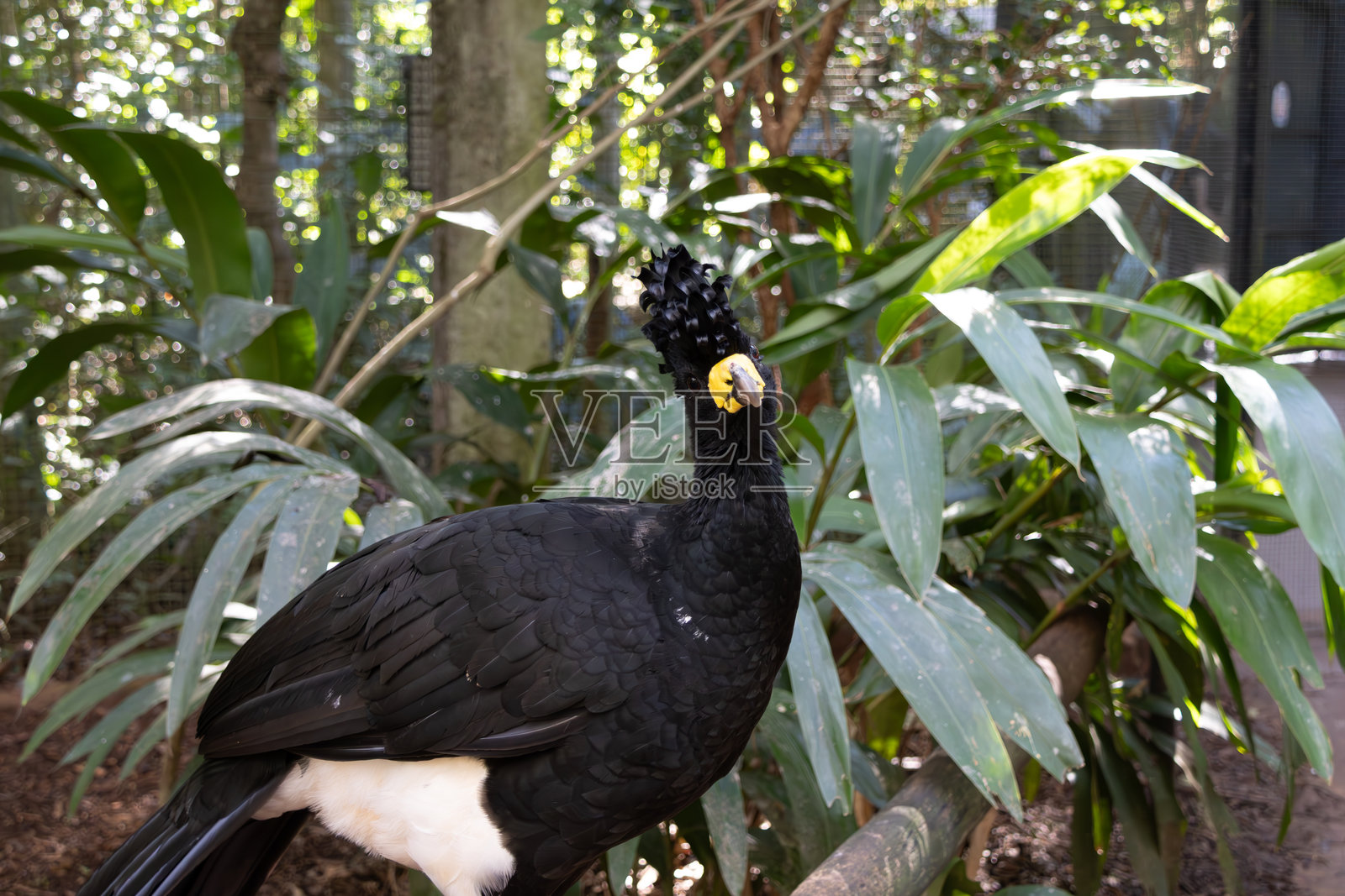 一只名叫冠蛇鹫的黑鸟照片摄影图片