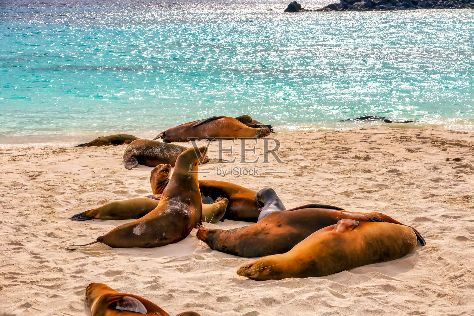 加拉帕戈斯海狮在海滩上休息照片摄影图片