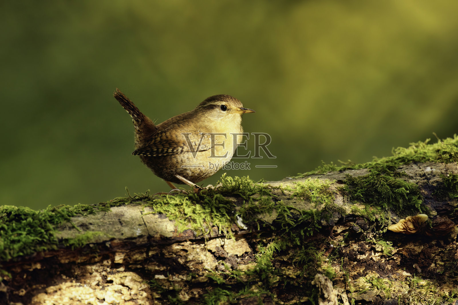 一只迷你的鹪鹩被捕捉在阳光斑驳的角落照片摄影图片