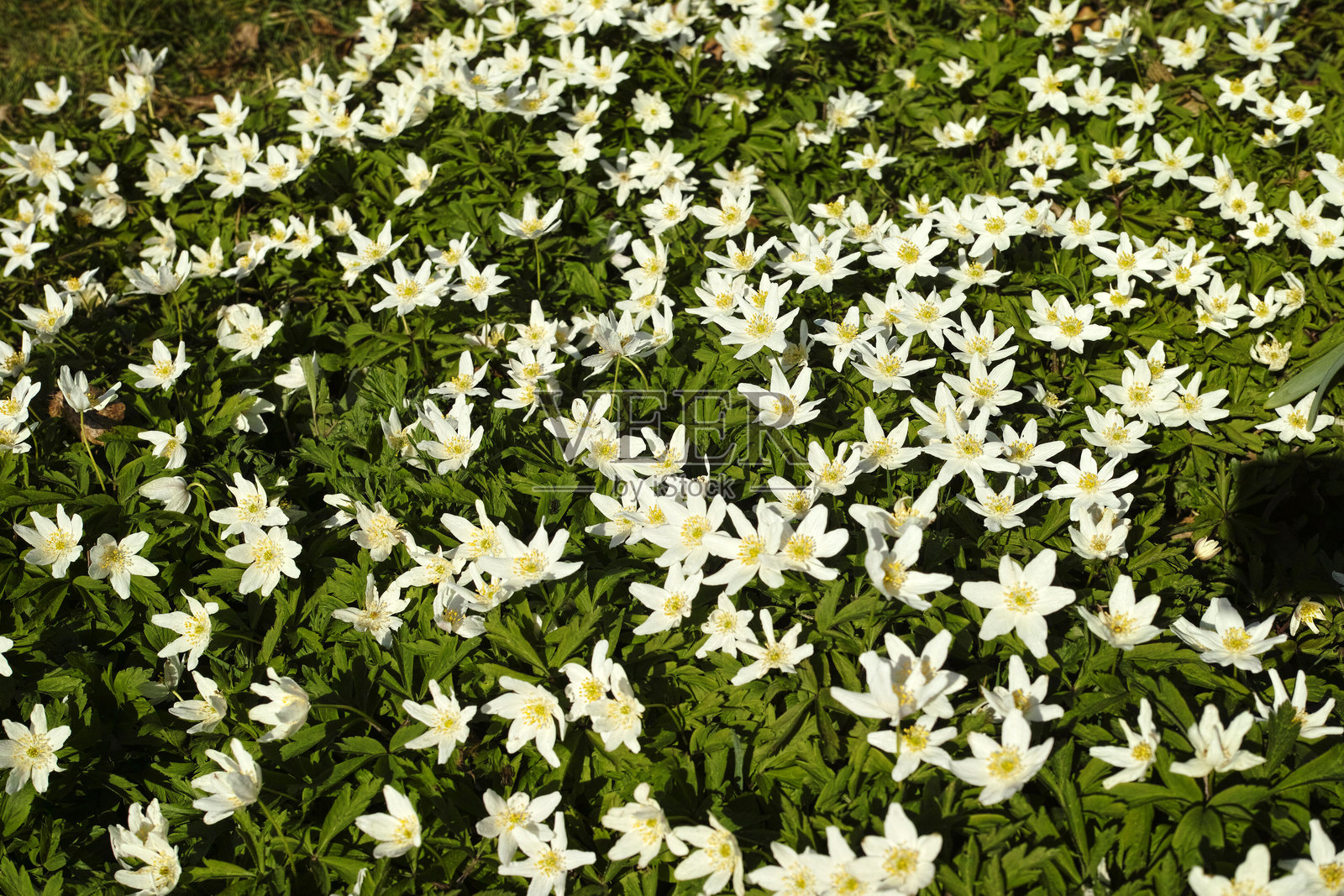 林地银莲花（Anemone nemorosa）照片摄影图片