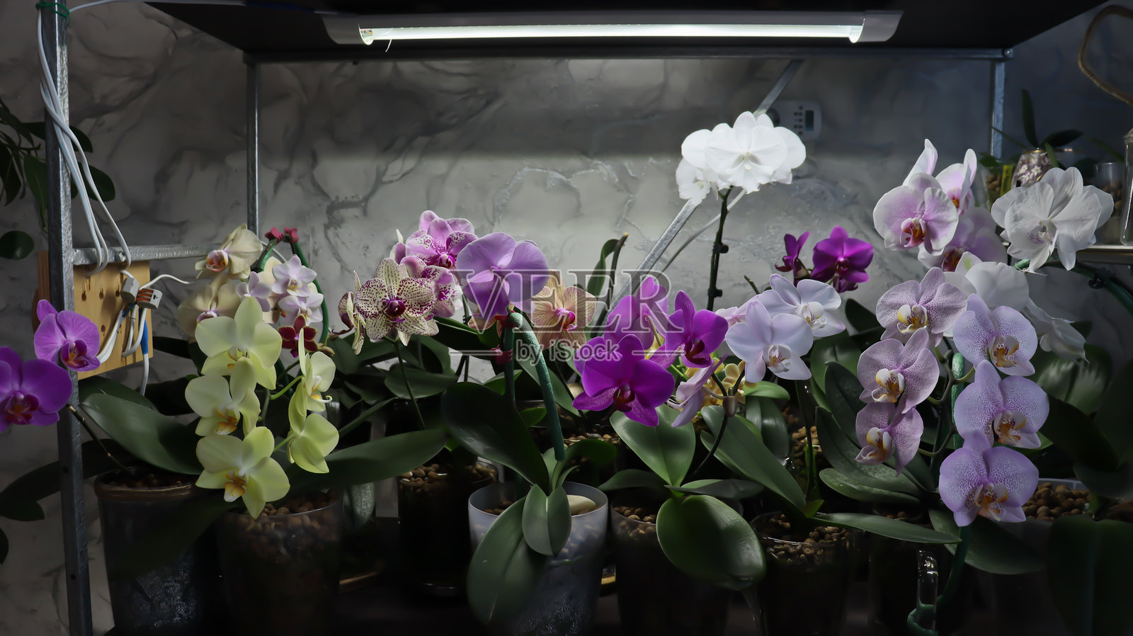 蝴蝶兰。明亮、美丽的花朵特写。一张照片里有多株兰花。图片展示了多种盛开的兰花，颜色包括白色、淡紫色、紫色和黄色。照片摄影图片