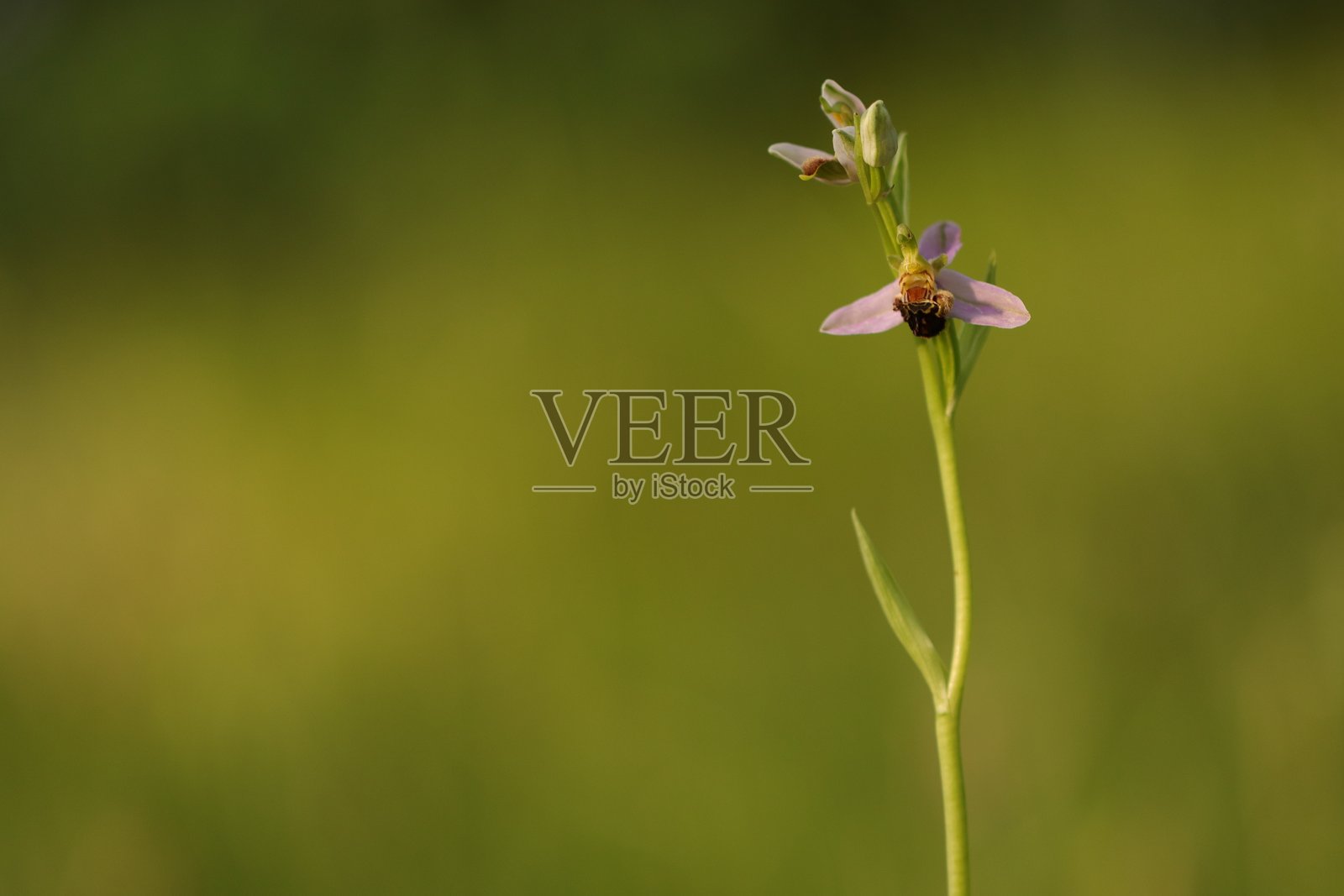野兰花照片摄影图片