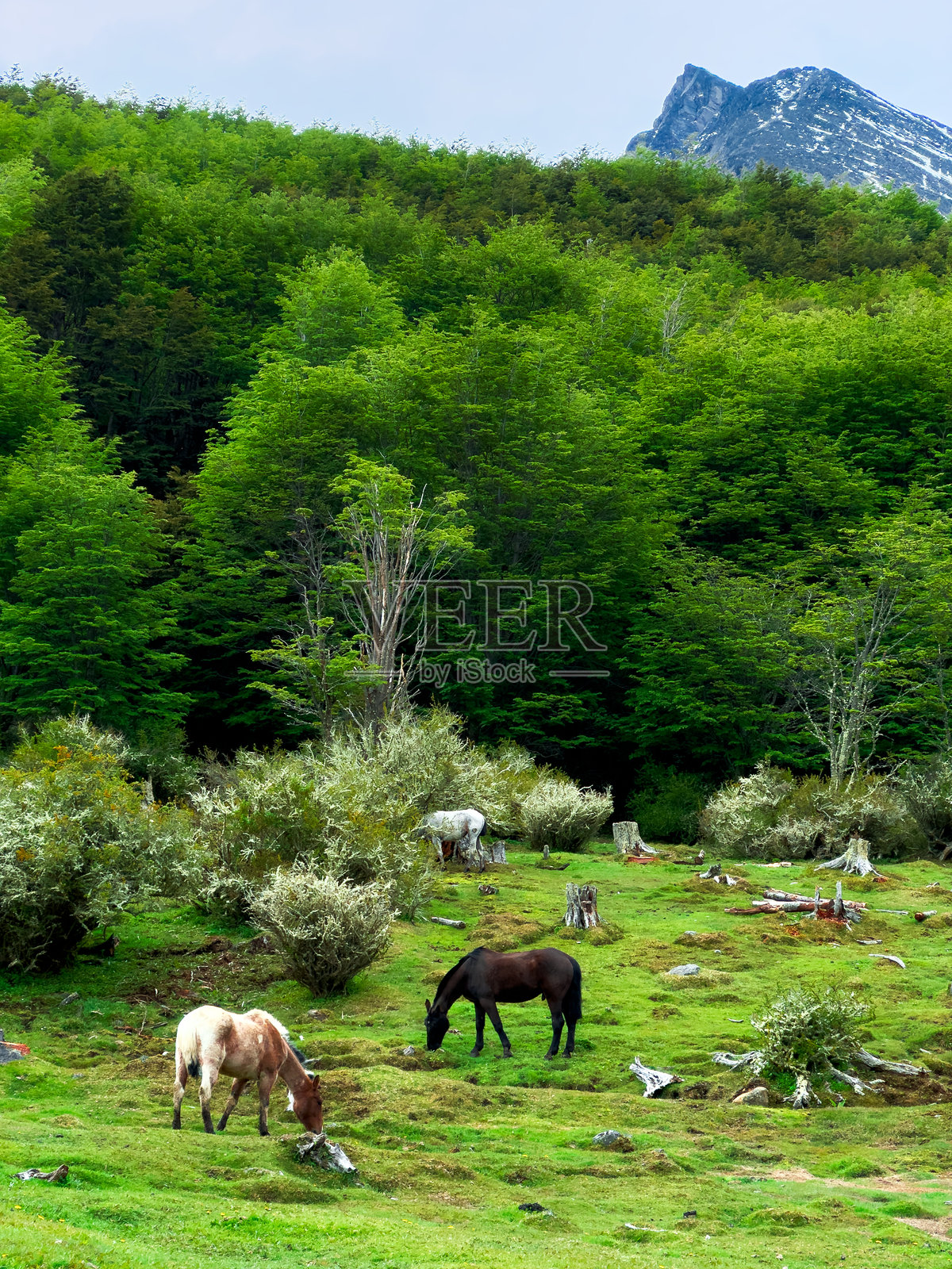 一群不同品种的马在山间吃草照片摄影图片