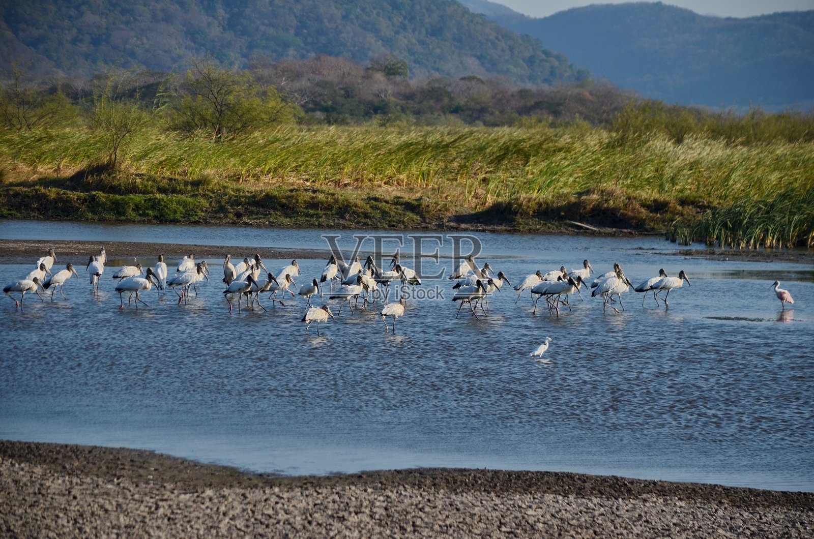 湿地里的白鹳照片摄影图片