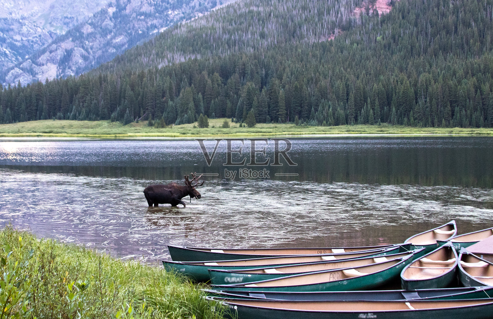 口渴的驼鹿照片摄影图片