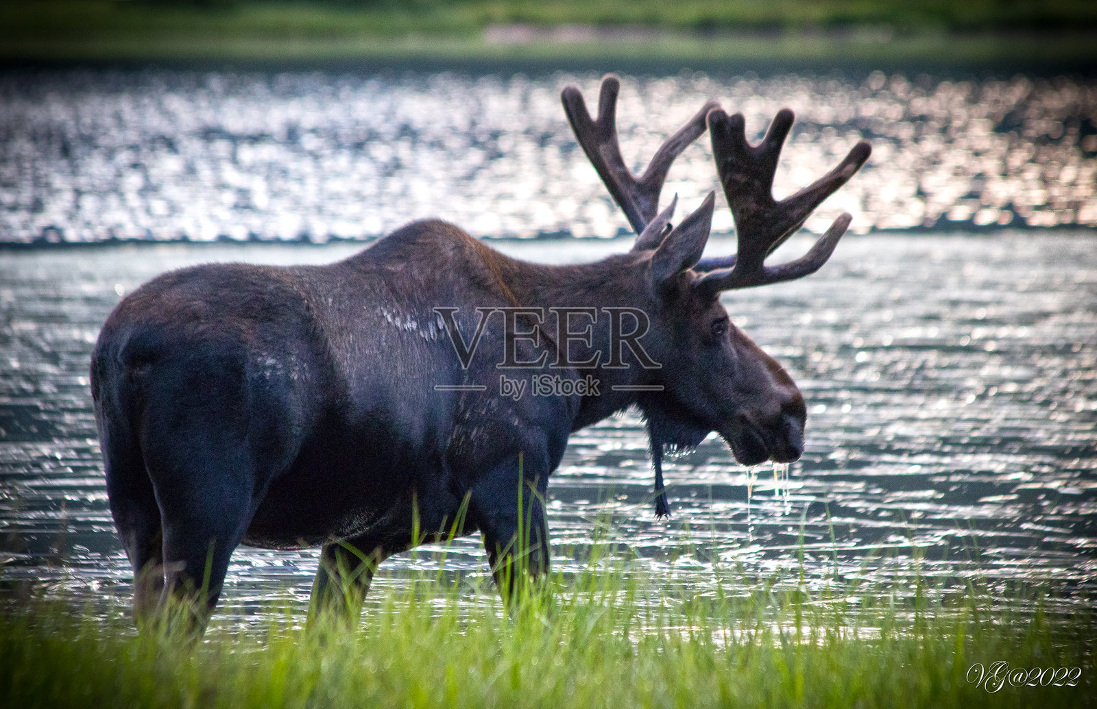 口渴的驼鹿照片摄影图片