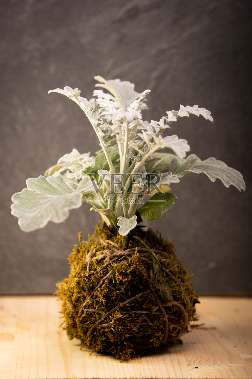 深色背景上的苔球系列——带有观赏植物和仙人掌的艺术植物组合照片摄影图片