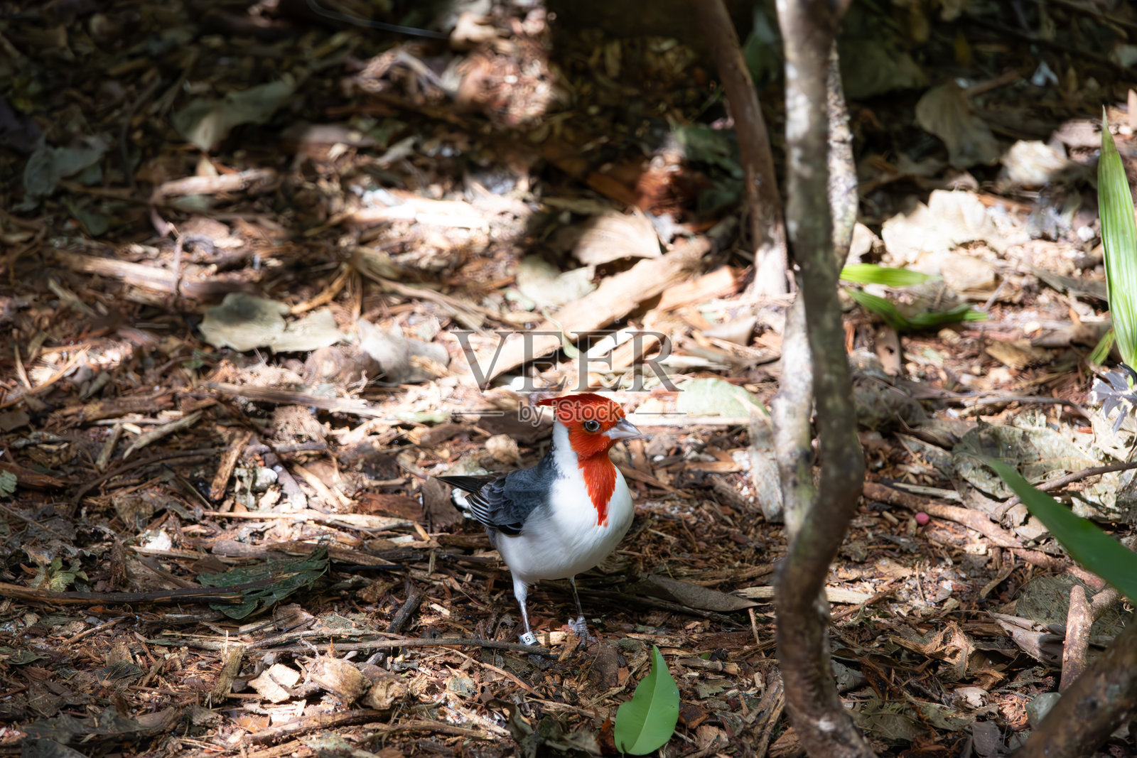 一只名叫红冠主教的小而孤独的鸟，侧目而视照片摄影图片
