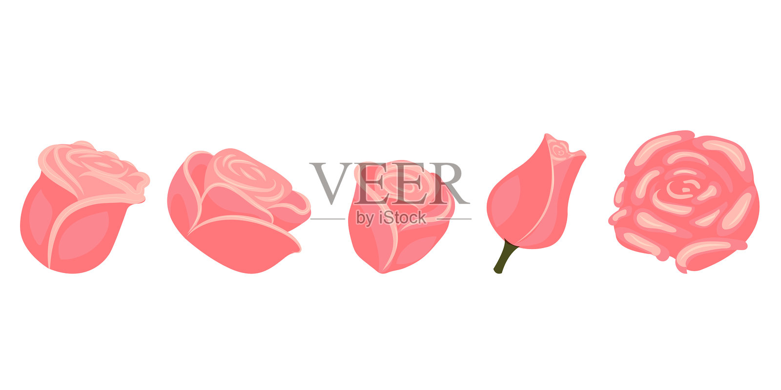 一组浅粉色玫瑰，适用于您的设计。白色背景矢量图。插画图片素材