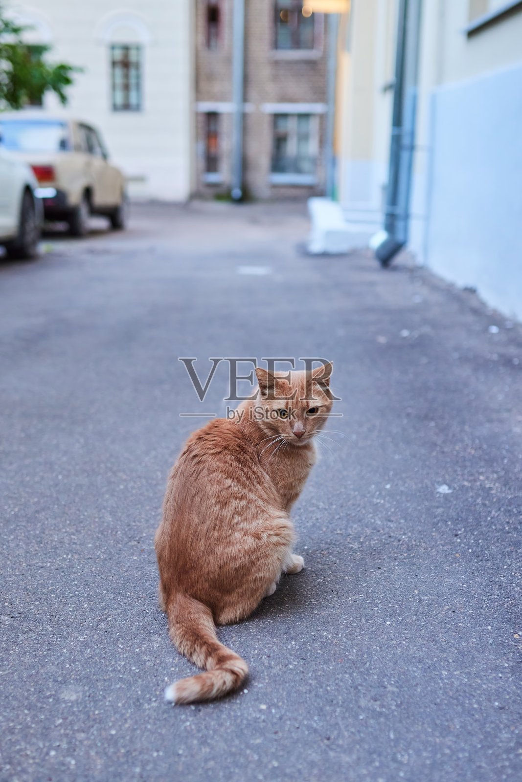 一只红毛猫坐在城市庭院的柏油路上，街头动物照片摄影图片