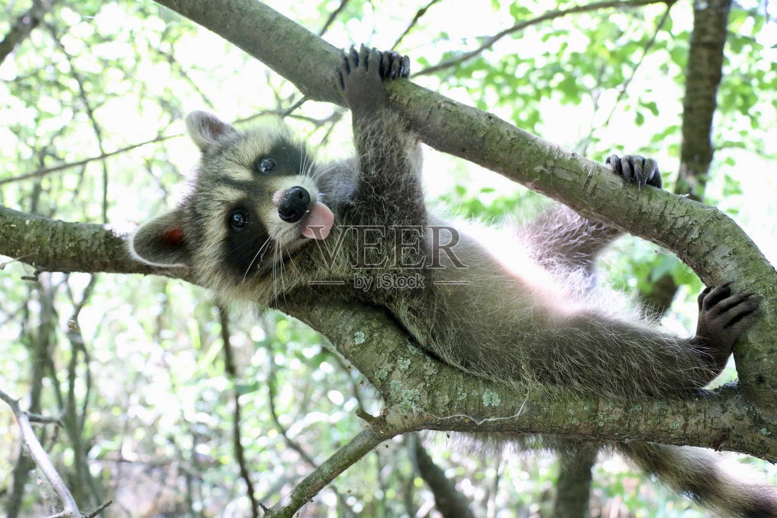 顽皮的浣熊照片摄影图片