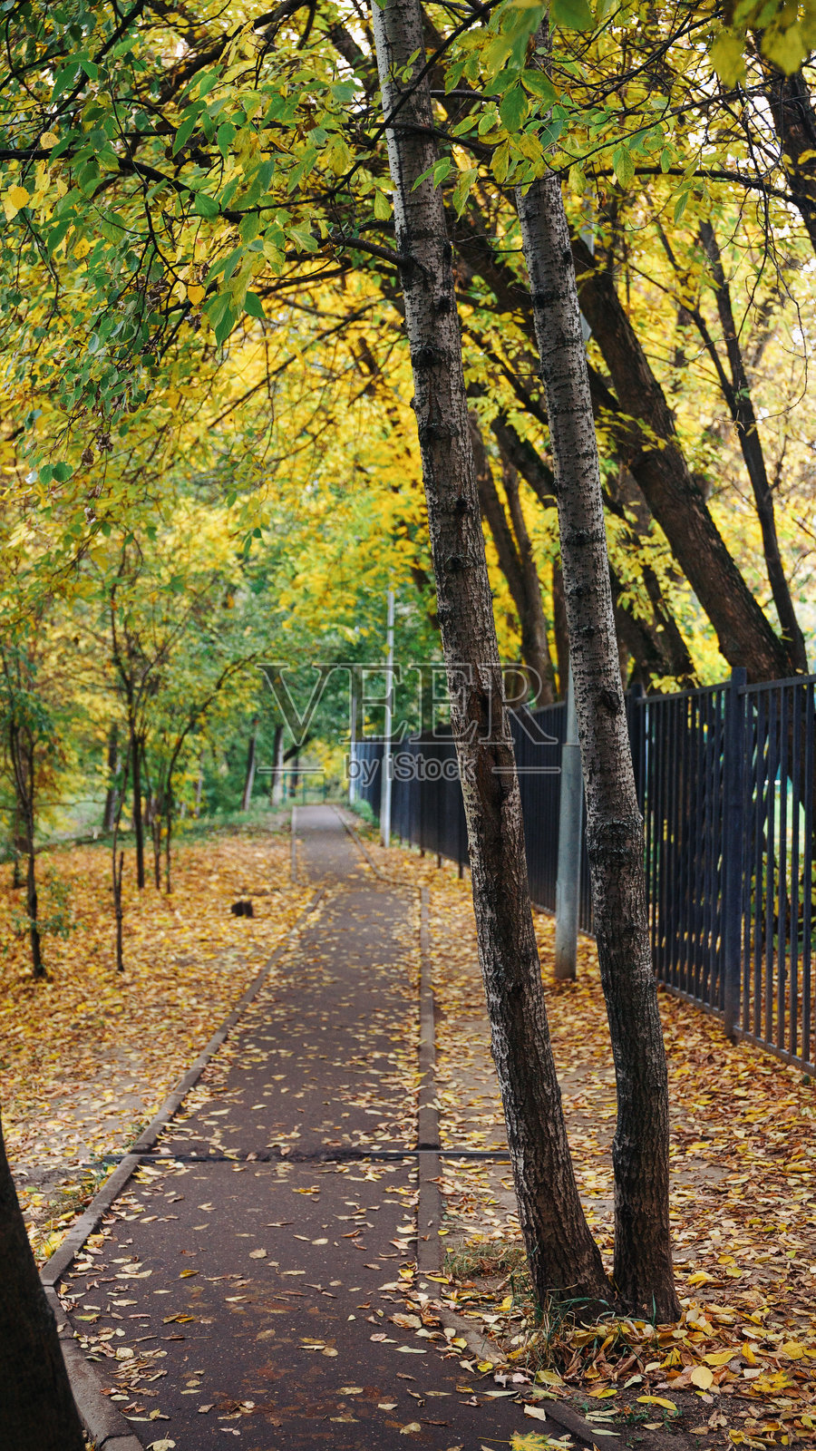 公园里的黄色枫树照片摄影图片