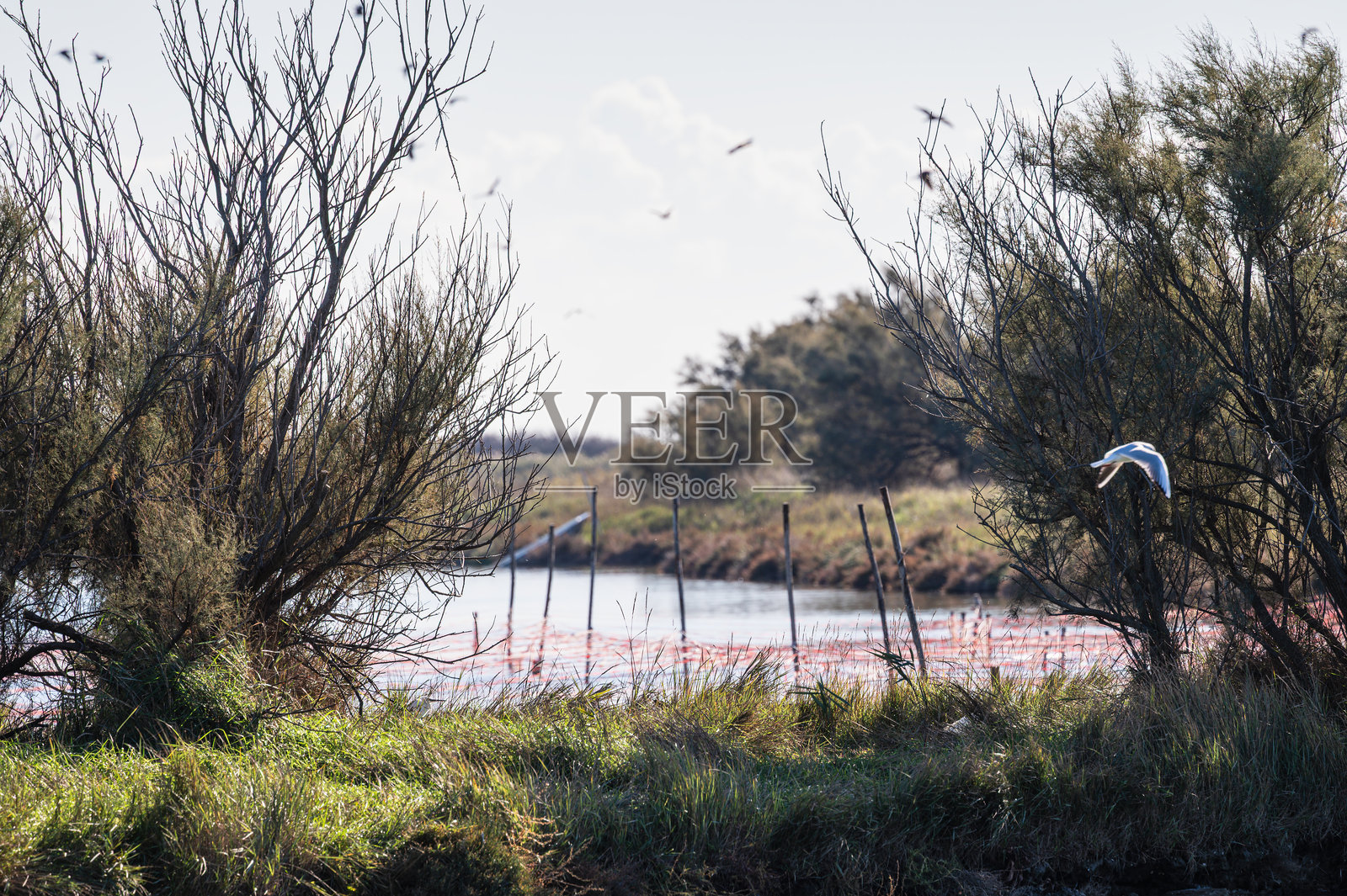 福戈河三角洲科马基奥泻湖的透视缩短照片摄影图片