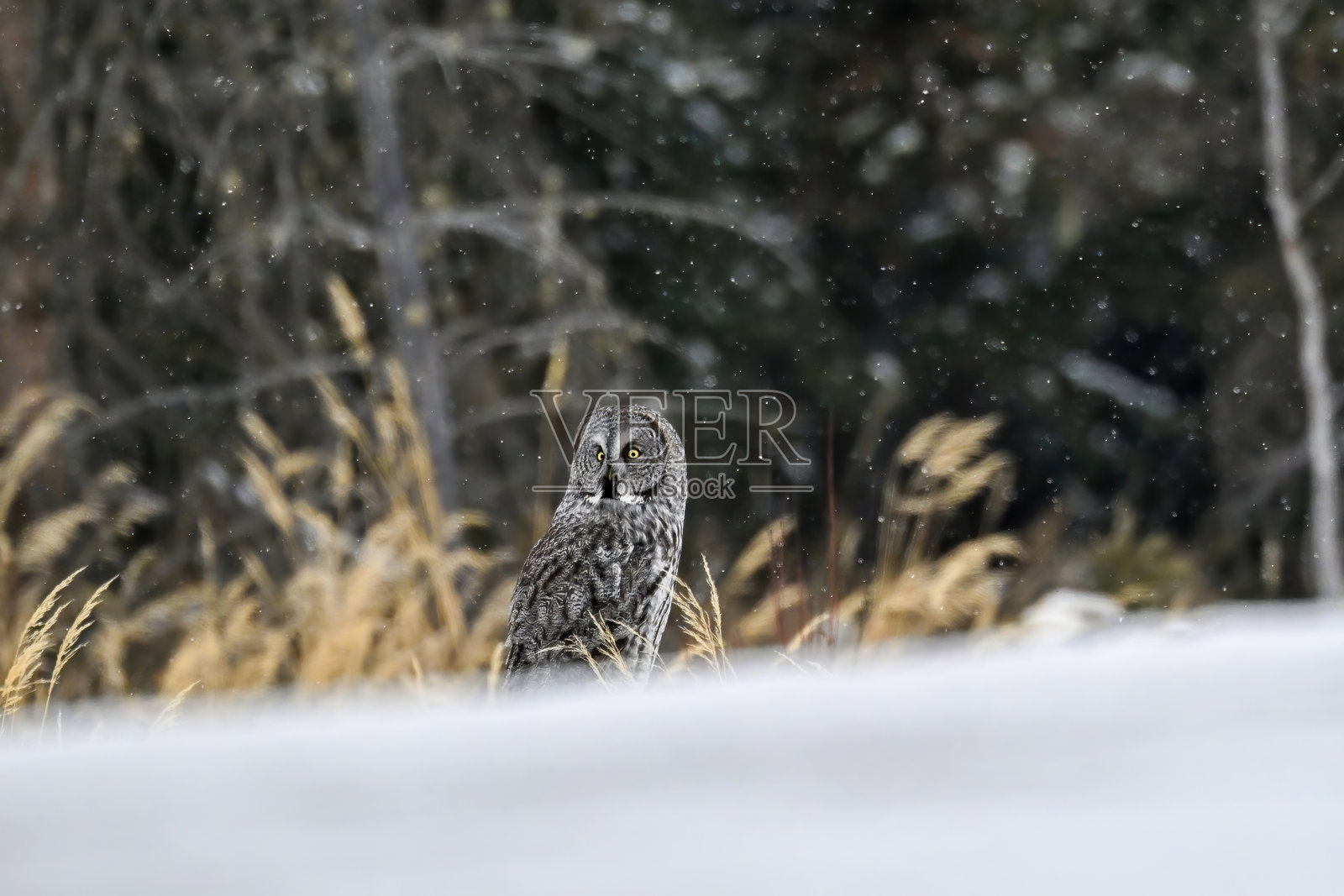 加拿大阿尔伯塔省的森林中，一只灰林鸮在雪中伪装。照片摄影图片