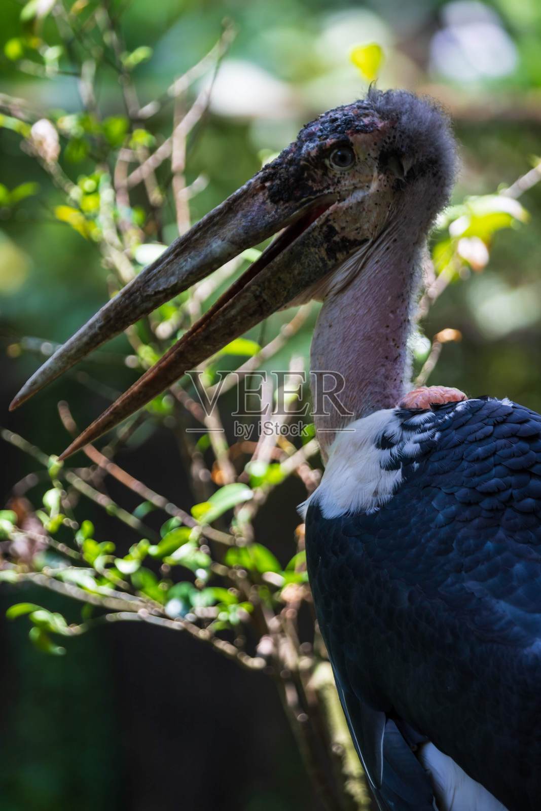 特写：非洲秃鹳的侧面肖像，置身于绿色树叶中照片摄影图片