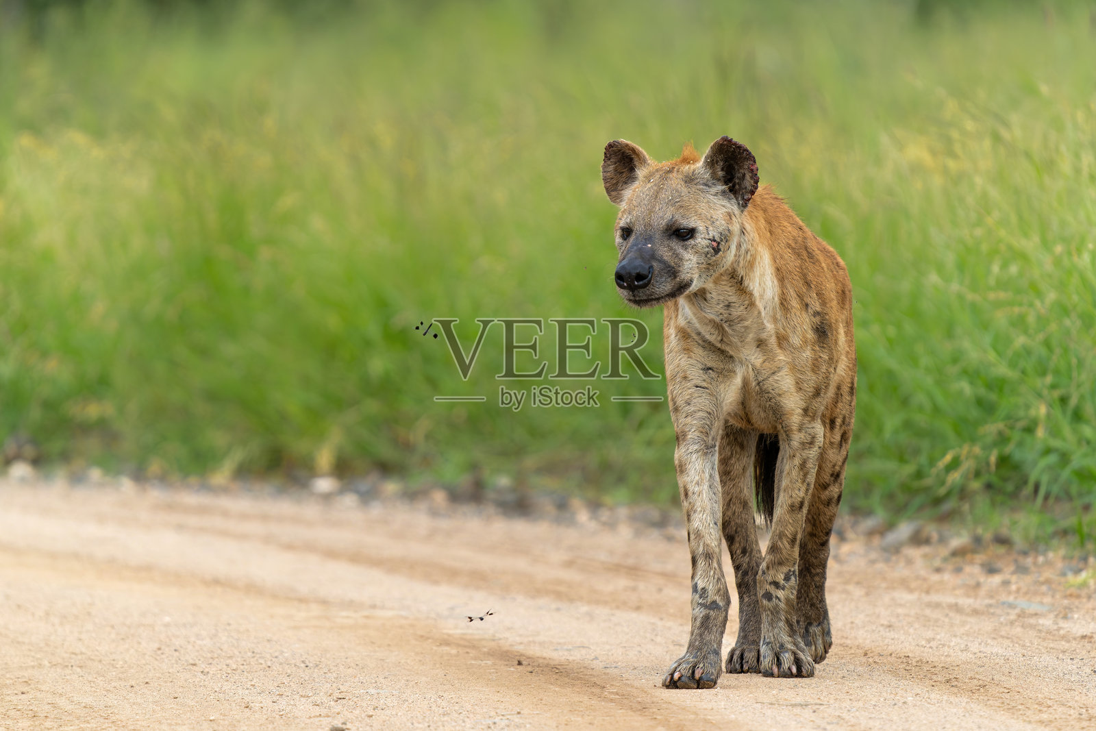 南非克鲁格国家公园的斑鬣狗照片摄影图片
