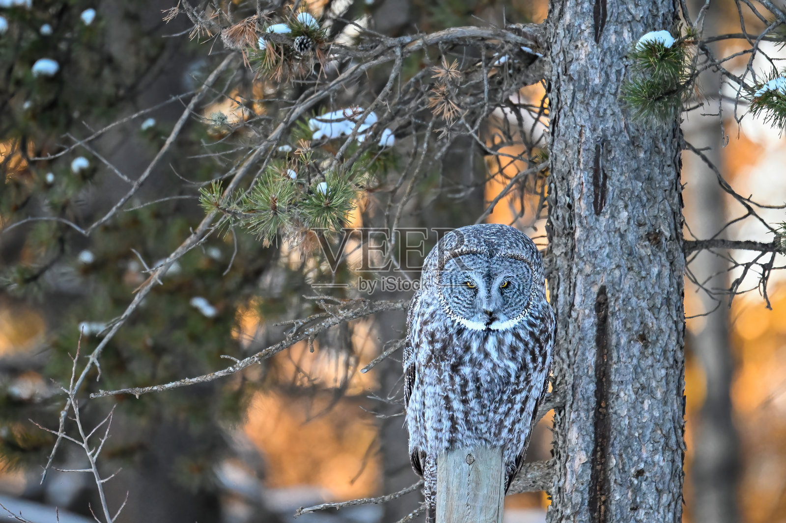 加拿大阿尔伯塔省森林中，一只灰林鸮在日出时分伪装其中照片摄影图片