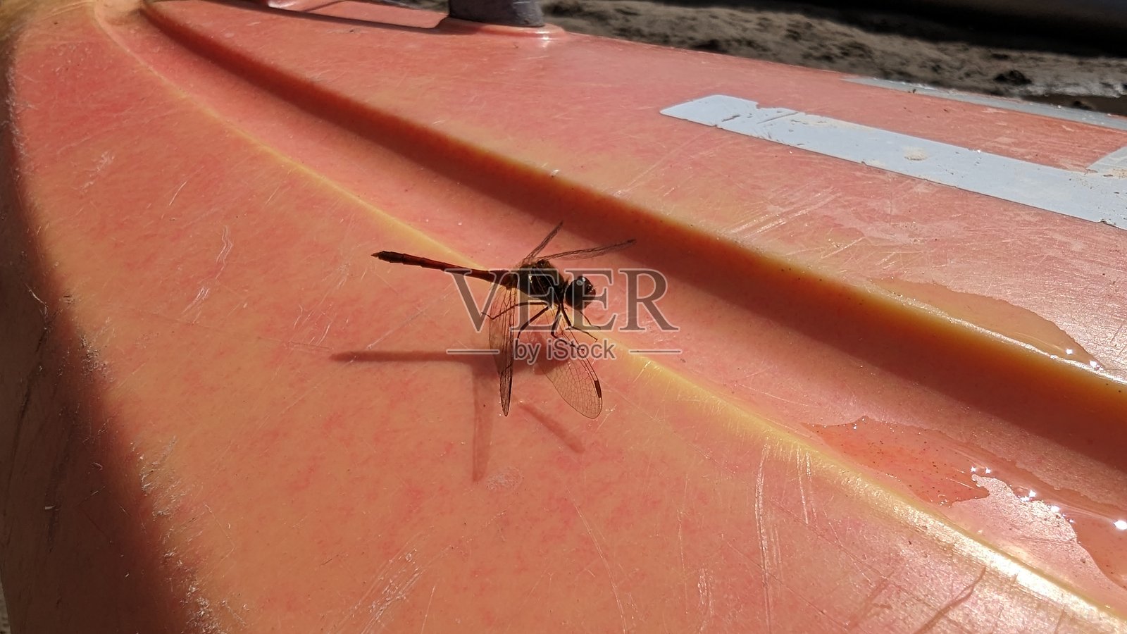 蜻蜓照片摄影图片