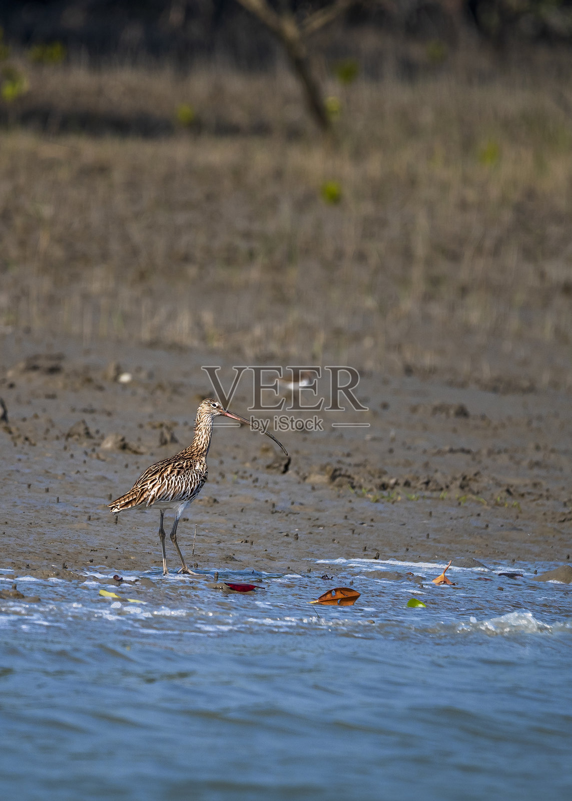 在孙德尔本斯三角洲觅食的欧亚杓鹬照片摄影图片