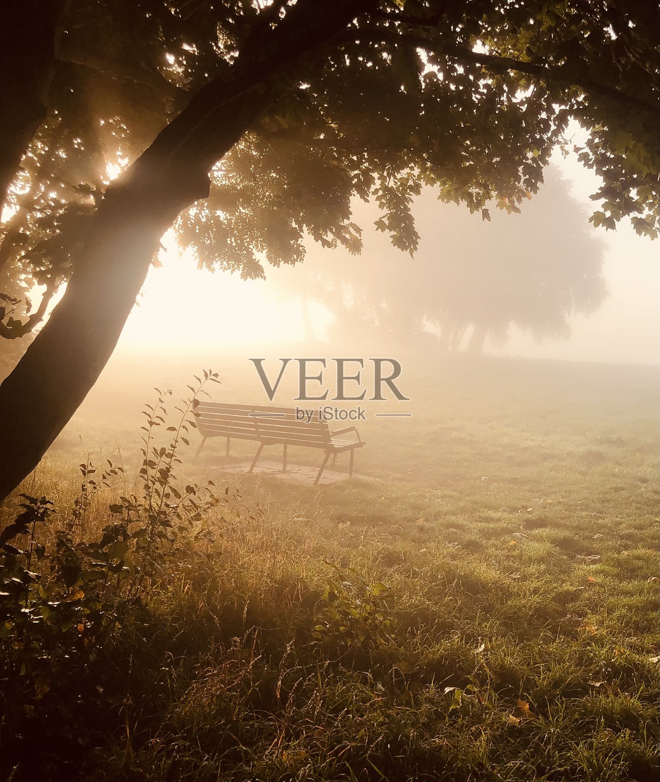 晨雾中的微光照片摄影图片