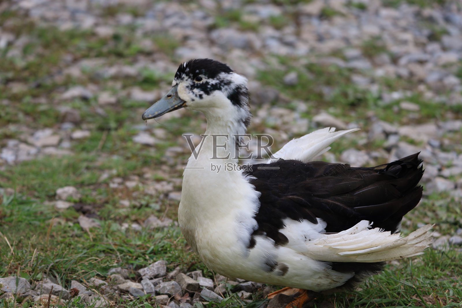 一只身上有黑色斑纹的白鸭子在户外站着照片摄影图片