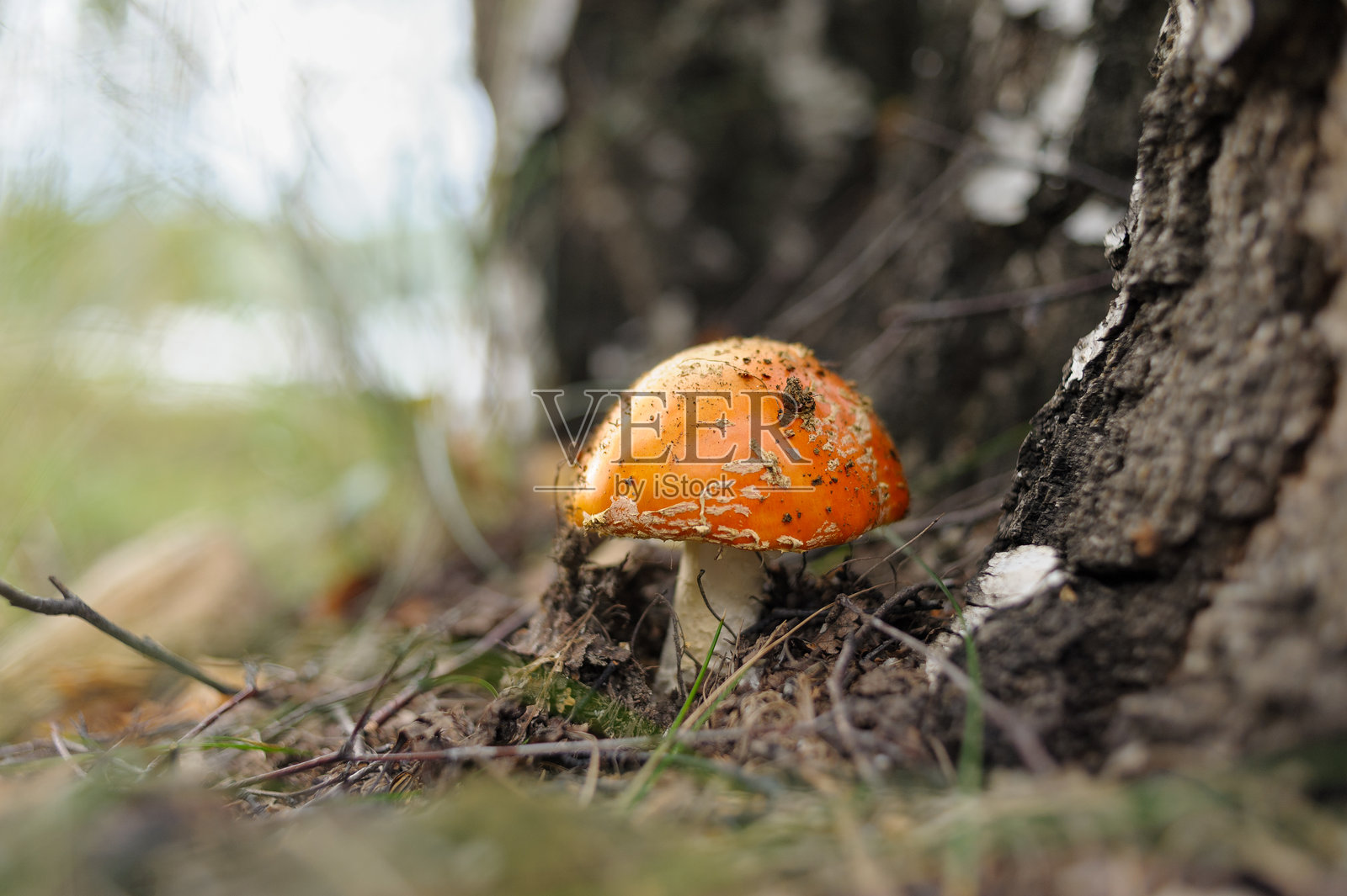 森林里的蘑菇特写照片摄影图片