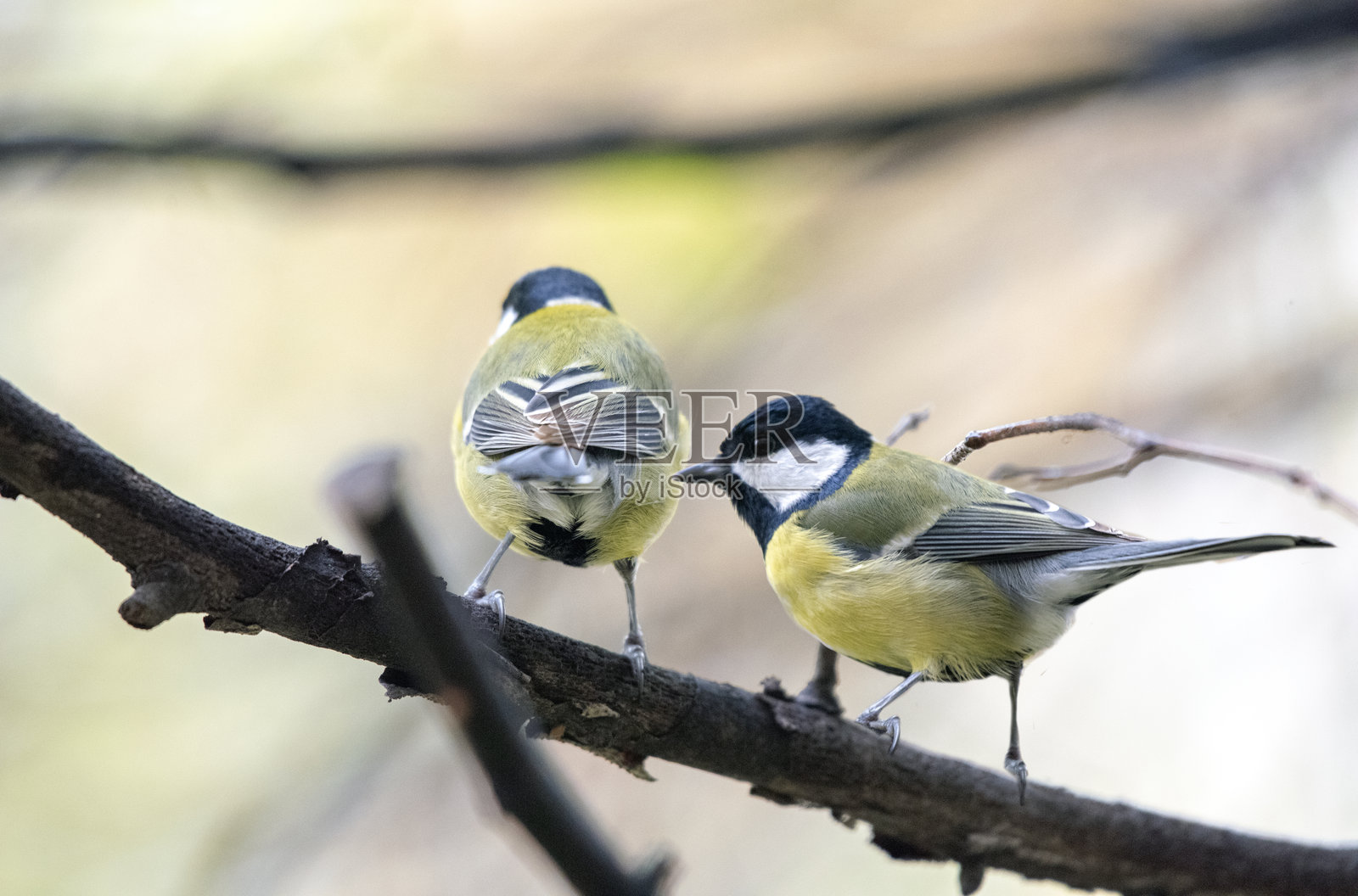 大山雀 (Parus major)照片摄影图片