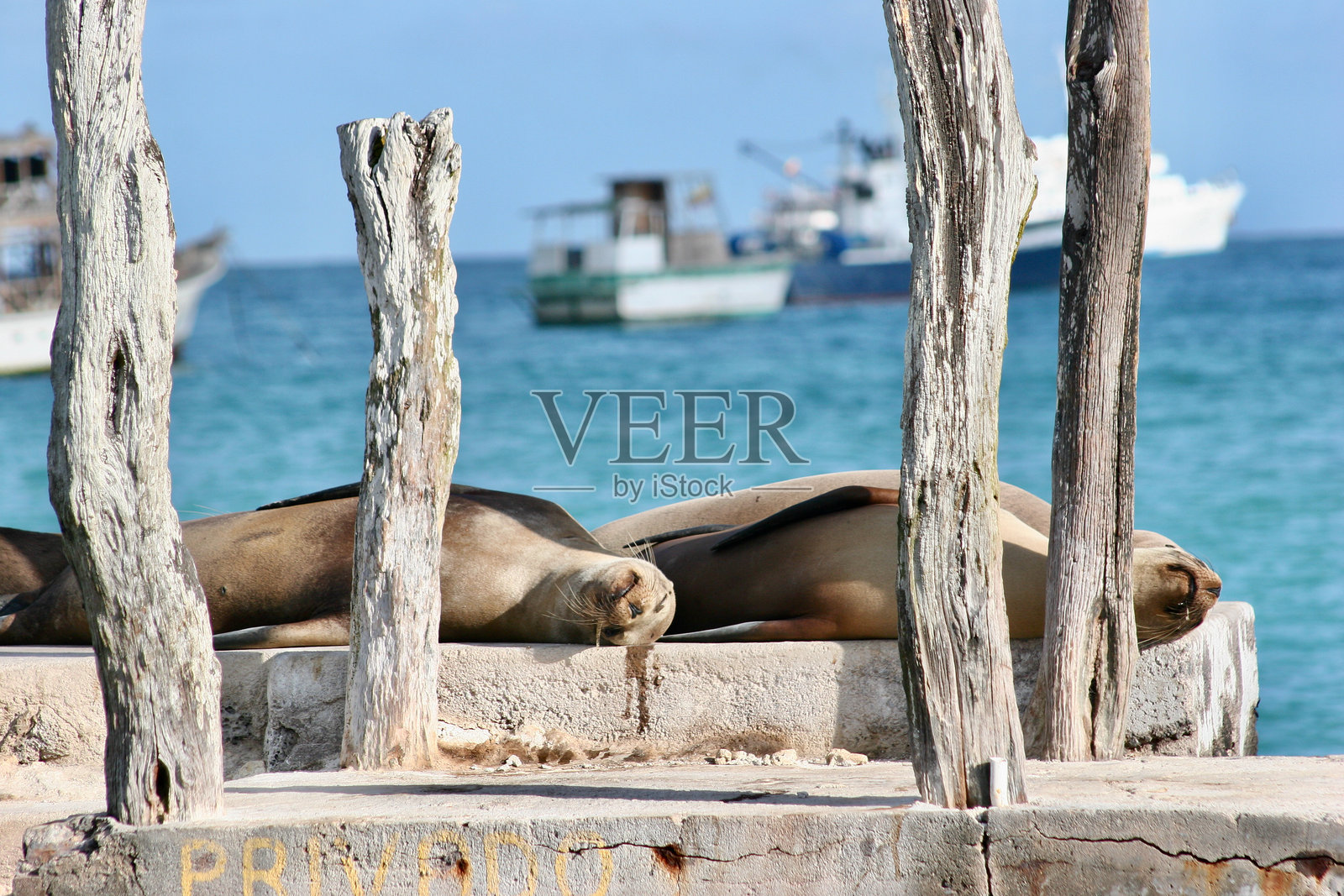加拉帕戈斯海狮在圣克里斯托瓦尔岛的船坞上打盹照片摄影图片