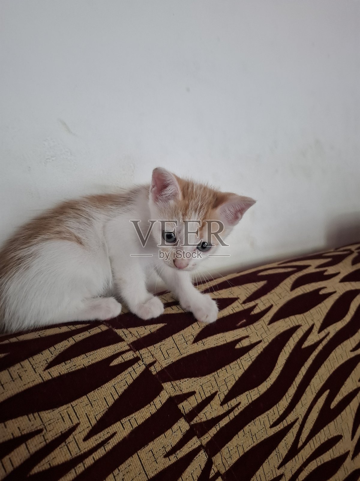 家庭新成员，毛茸茸的小家伙照片摄影图片