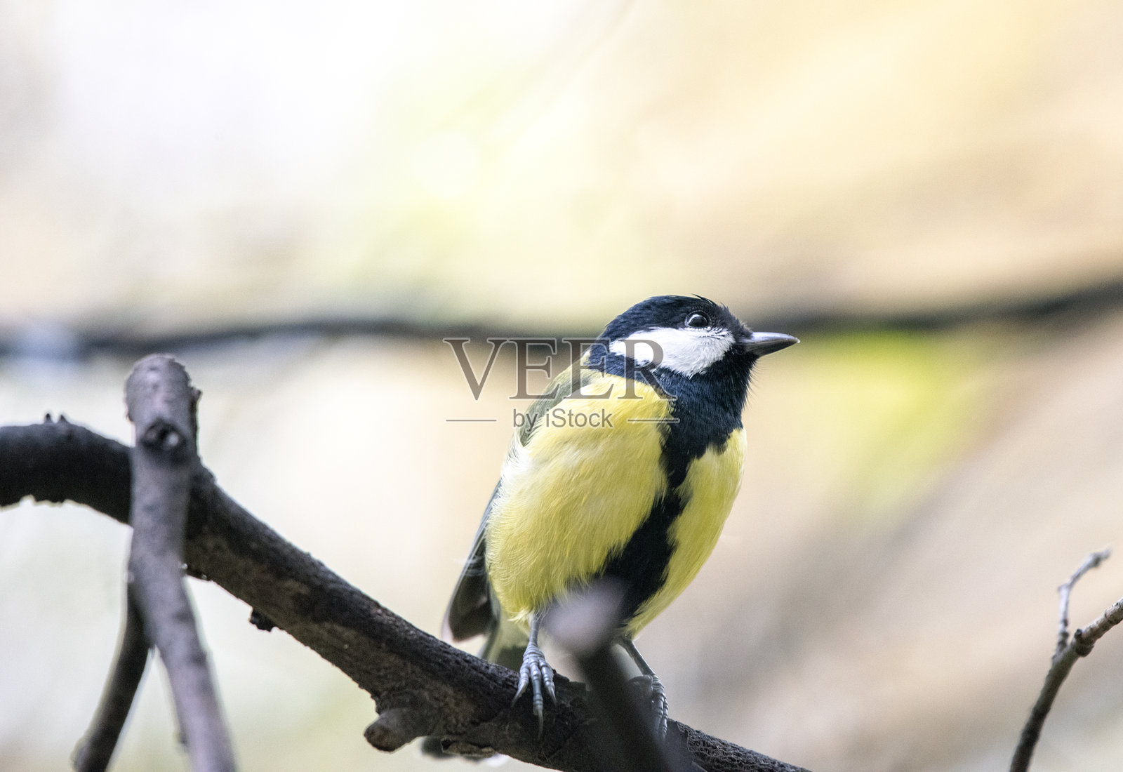 一只山雀坐在树枝上，背景虚化照片摄影图片
