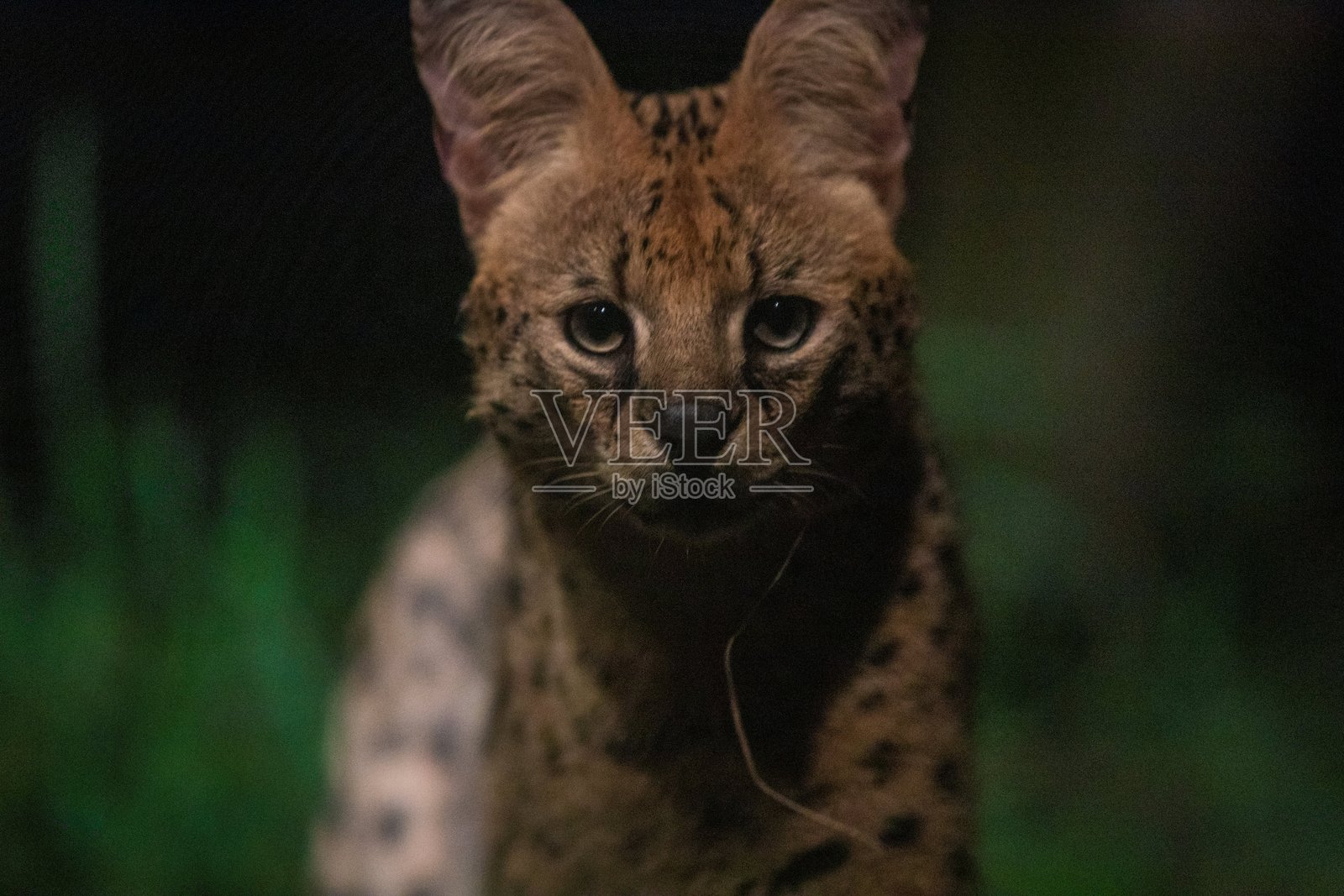 薮猫：锐利的夜间凝视照片摄影图片