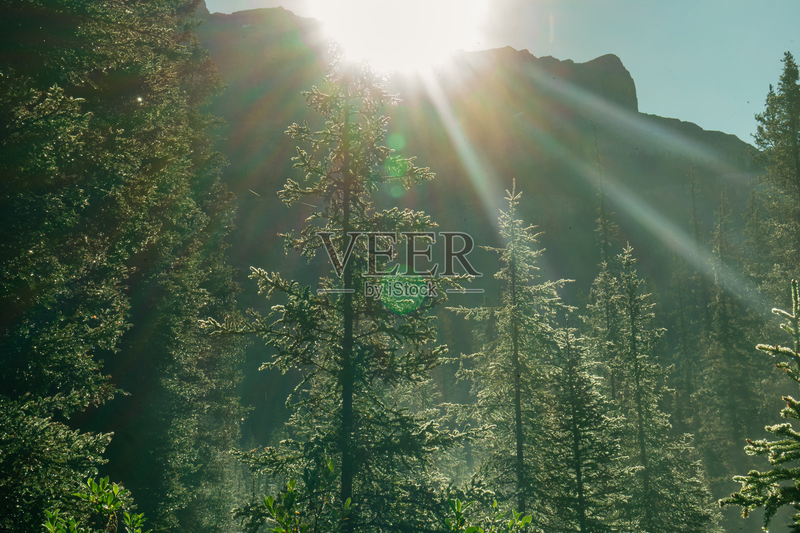 阳光穿过茂密的森林树木，营造出宁静而充满活力的景象。照片摄影图片