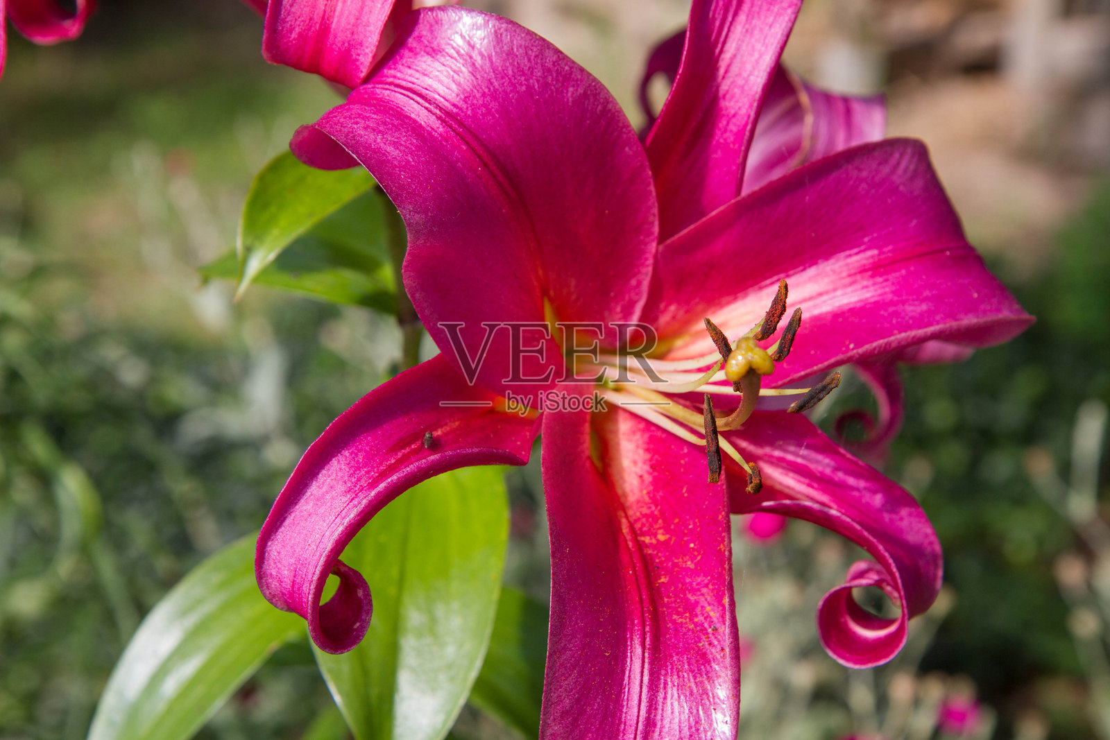 粉色百合花照片摄影图片