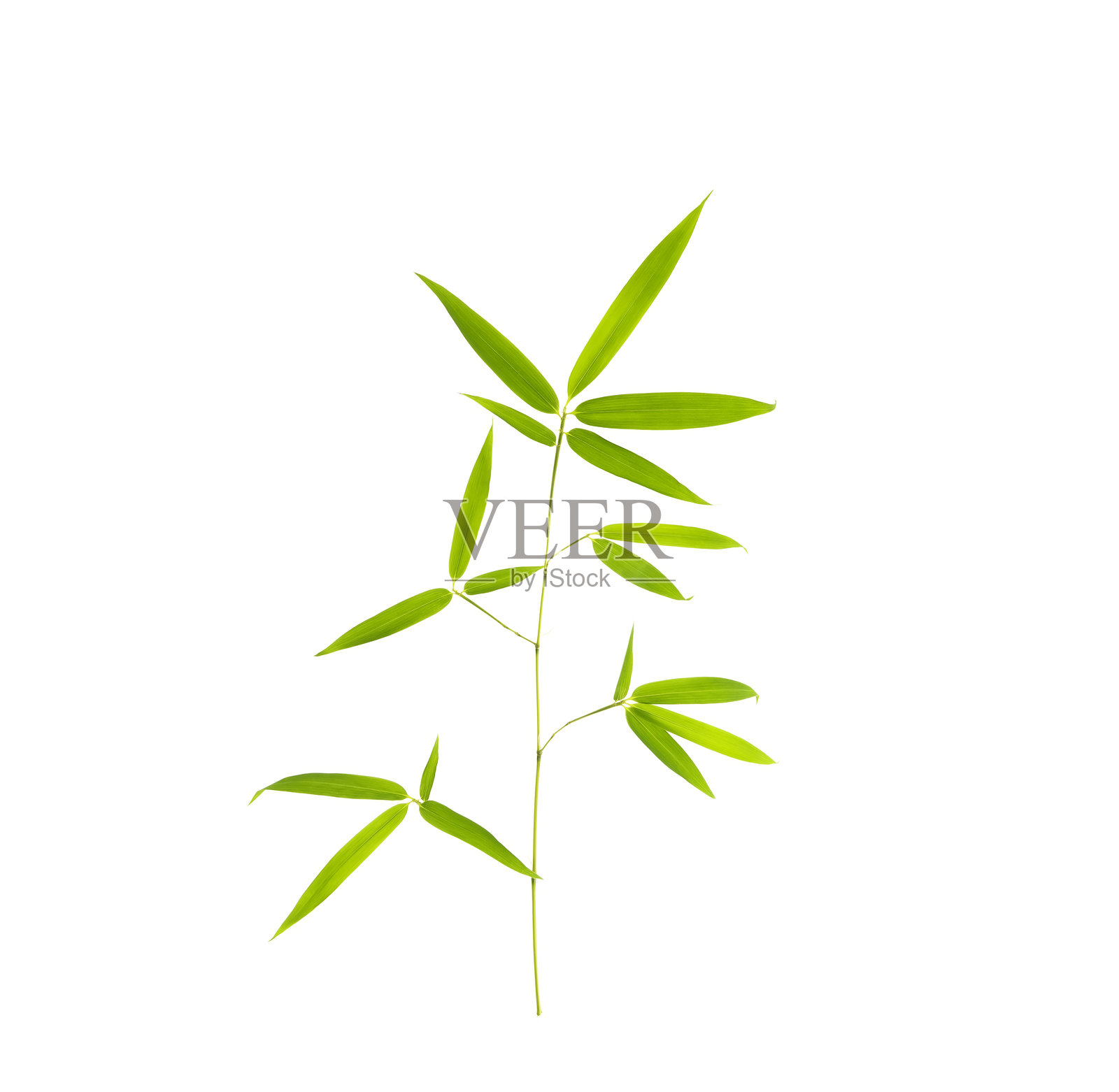 带有剪切路径的竹叶，在白色背景上孤立照片摄影图片