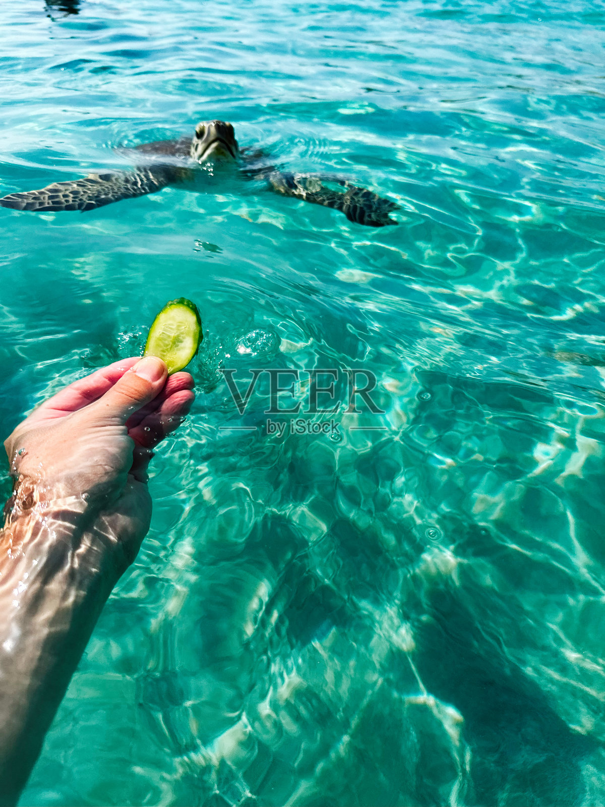 在塞浦路斯帕拉利姆尼清澈碧绿的海水中,给海龟喂食黄瓜片照片摄影图片