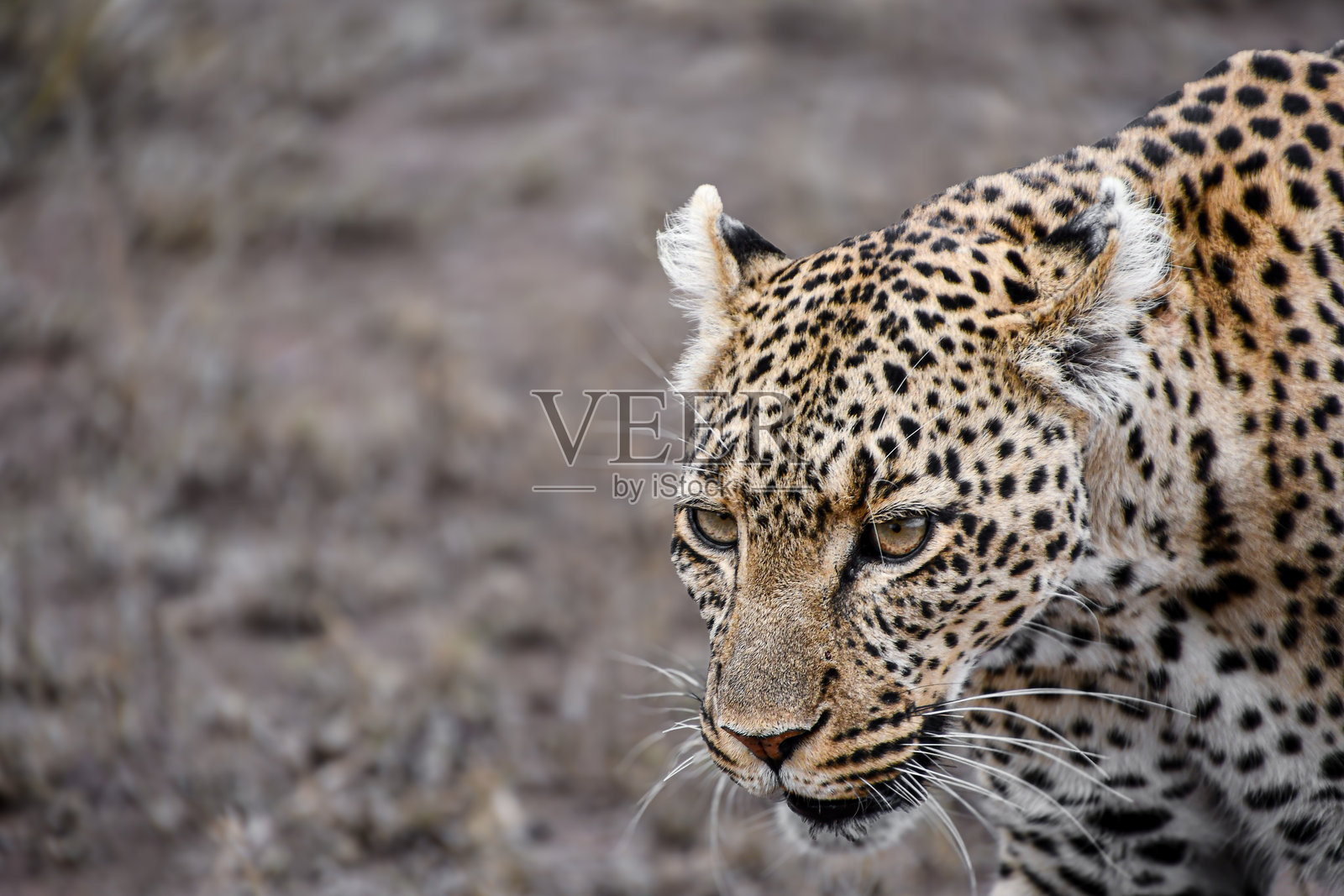 坦桑尼亚塞伦盖蒂国家公园内一只豹子的脸部特写照片摄影图片