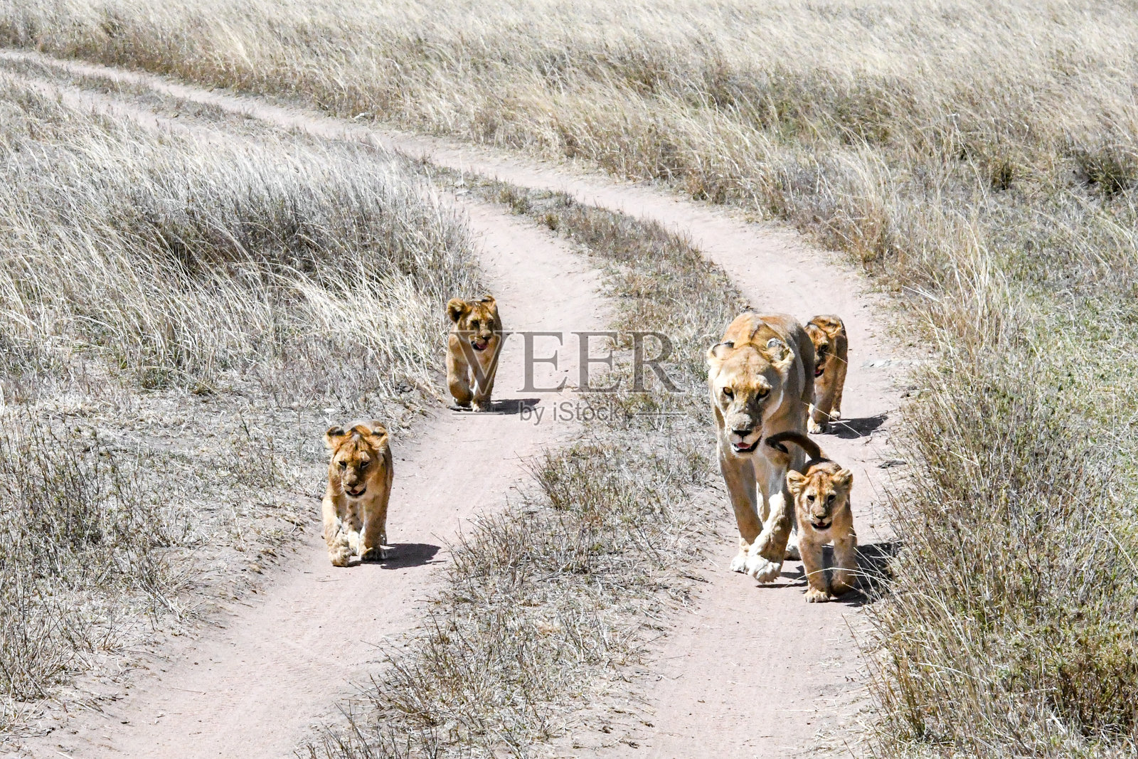 母狮和幼崽在塞伦盖蒂国家公园的土路上行走照片摄影图片
