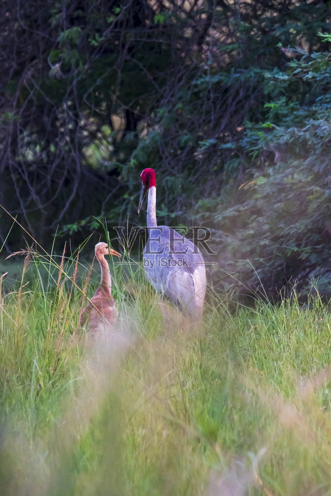 湿地草丛中的蓑羽鹤与幼鸟，苏丹普尔国家公园照片摄影图片