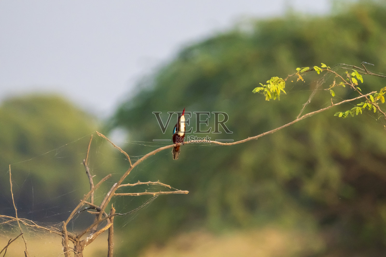 白喉翡翠栖息在树枝上，苏丹普尔国家公园照片摄影图片