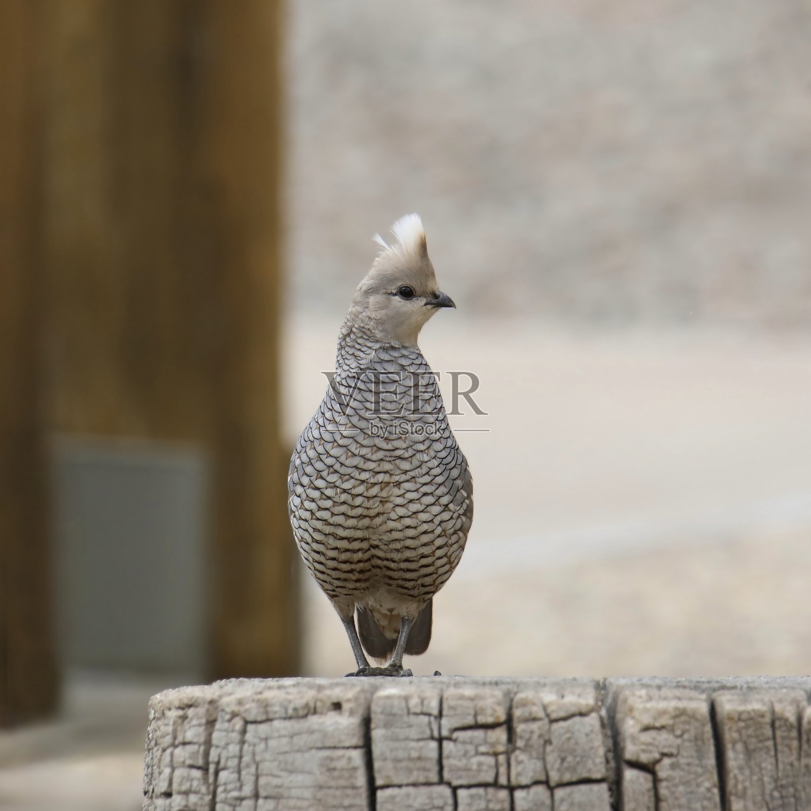 站立在被锯断的树桩上的鳞鸡（Callipepla squamata）照片摄影图片