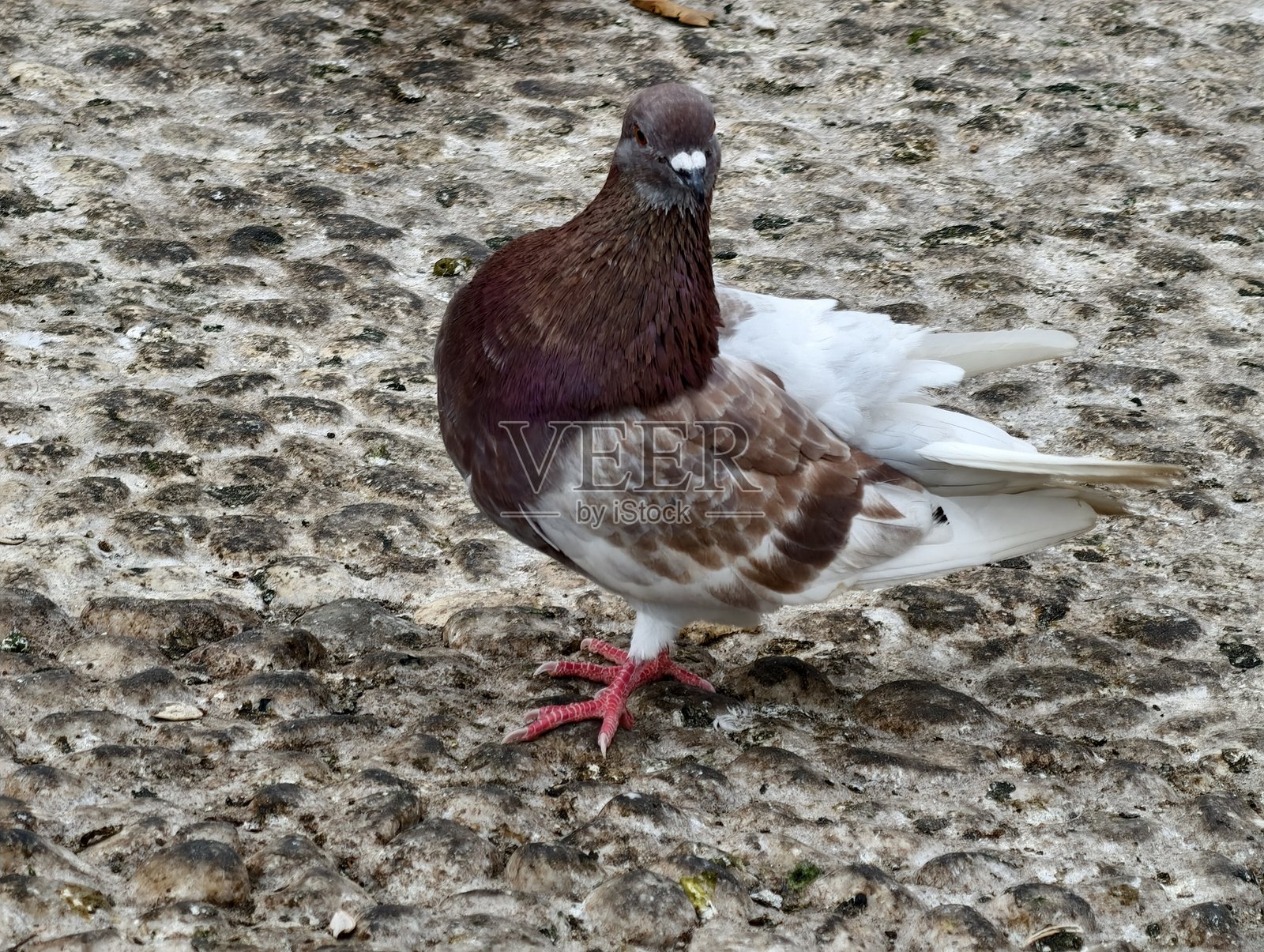街景捕捉到一只棕色鸽子，它在布满纹理的地面上展示着虹彩般的颈部羽毛照片摄影图片