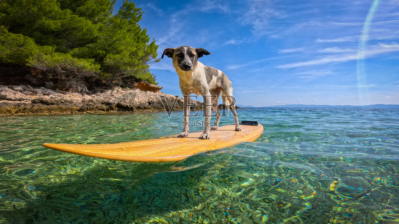 肖像，镜头光晕：一只灰白相间的狗站在绿松石色的海水中冲浪板上照片摄影图片