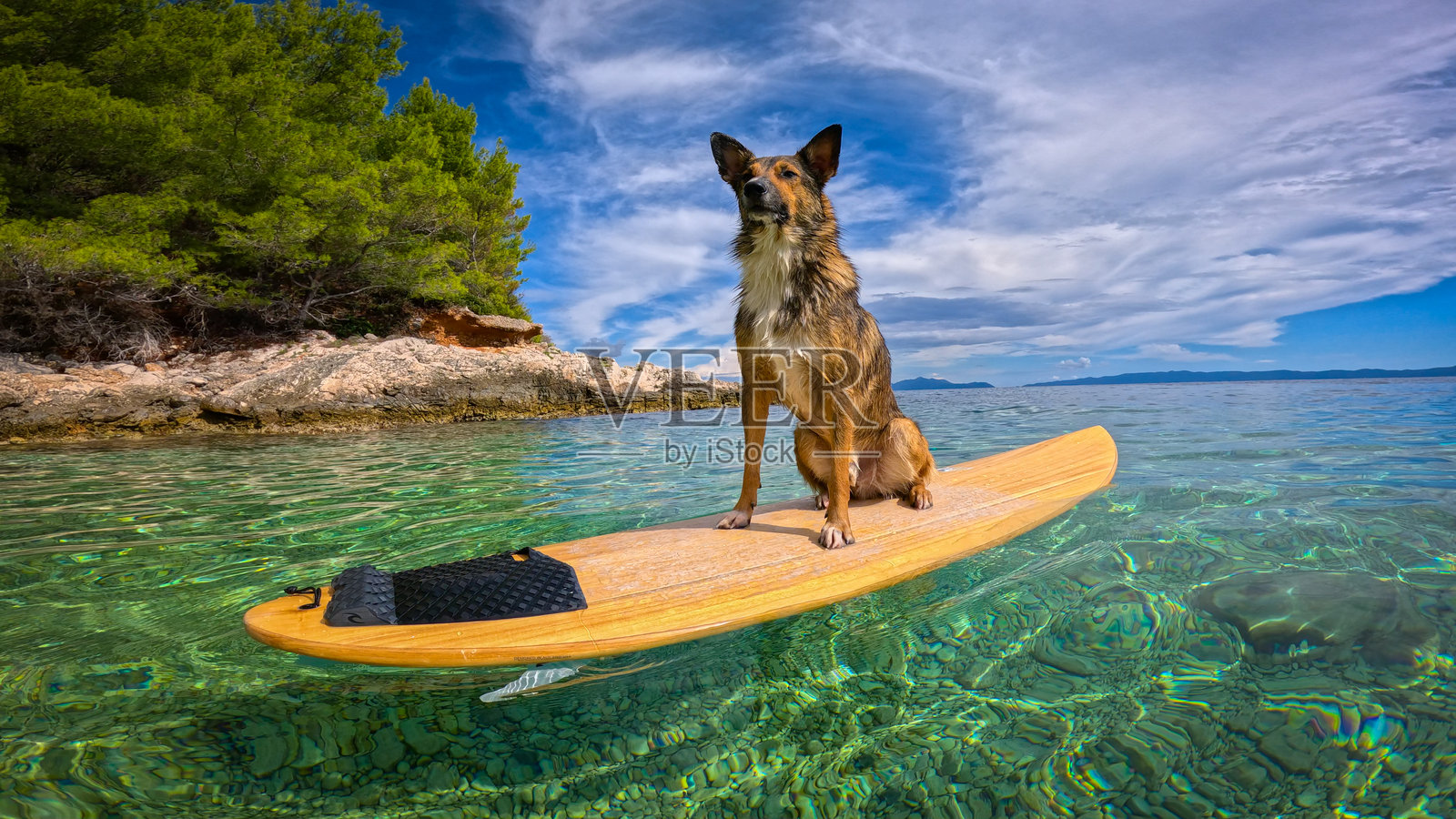 肖像：混种犬直立坐姿，置身于清澈碧绿的海水冲浪板上照片摄影图片