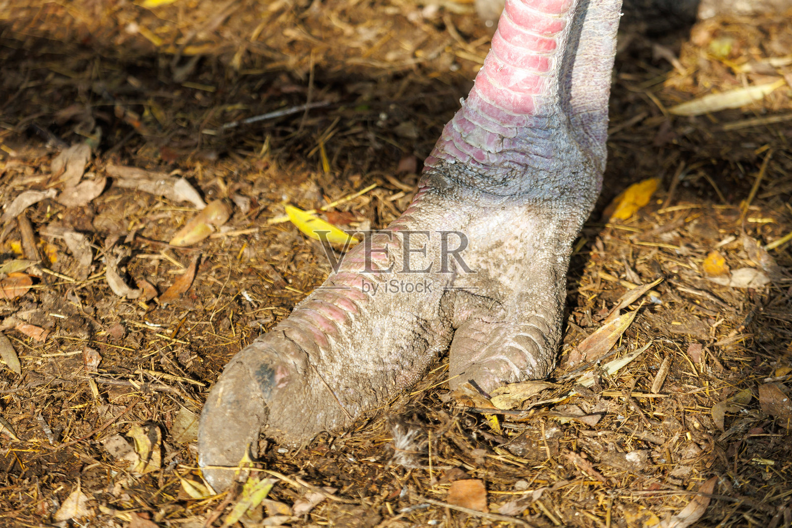 这张图片展示了一只鸵鸟的腿。照片摄影图片